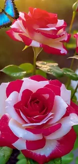 Red and white rose with a blue butterfly in a natural setting.