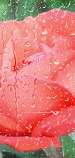 Vibrant red rose with raindrops glistening softly.