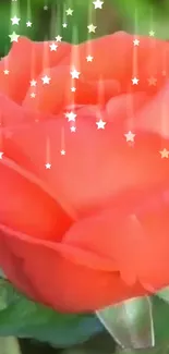 Red rose with twinkling stars mobile wallpaper.