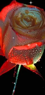 Vibrant rose with water droplets on dark background, perfect for wallpaper.