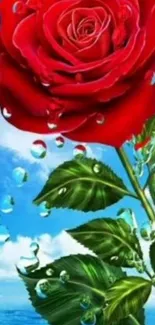 Vibrant red rose with droplets on blue backdrop.