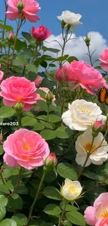Blooming roses and butterfly in garden.