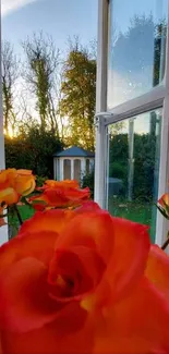 Orange-red roses by a sunny window with garden view.