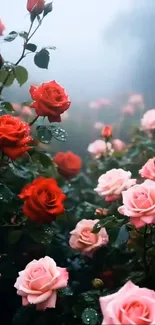 Roses adorned with morning dew in a misty garden setting.