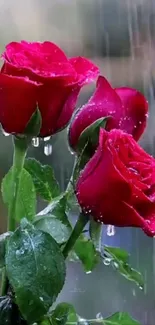 Red roses in rain mobile wallpaper with vibrant colors.