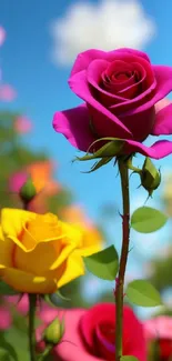 Vibrant roses under a blue sky, perfect for mobile wallpaper.