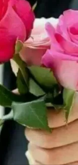 Close-up of pink and red roses with lush green leaves.