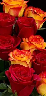 Vibrant red and yellow roses on a black background.