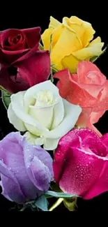 Brightly colored roses on a dark backdrop.