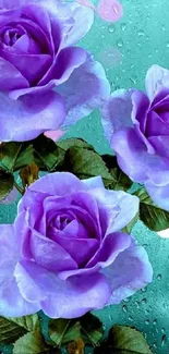 Purple roses on a rainy glass backdrop for a vibrant mobile wallpaper.