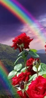 Red roses with a rainbow in the background.