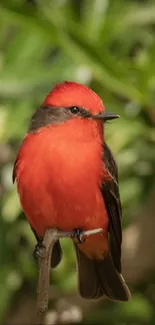 A vibrant scarlet bird perched on a branch against a green background.