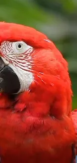 Vibrant red macaw parrot with colorful feathers.