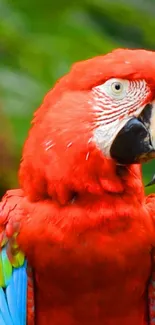 Vibrant scarlet macaw with colorful feathers in a lush green setting.