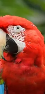 Vibrant scarlet macaw with green background.