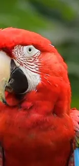 Scarlet macaw with vibrant red plumage and green background.