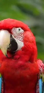 Bright scarlet macaw with vivid plumage.