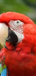 Close-up of a vibrant scarlet macaw, displaying its colorful plumage.