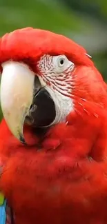 Vibrant scarlet macaw with red feathers on a lush green background.