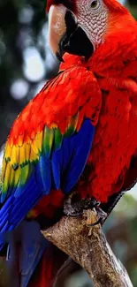 Vibrant Scarlet Macaw wallpaper featuring bold red, blue, and green colors.