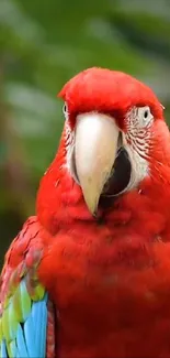 Vibrant scarlet macaw against green foliage.