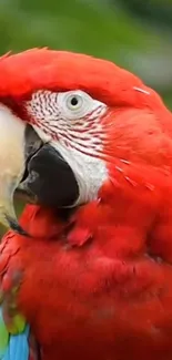 Scarlet macaw with vibrant red feathers.