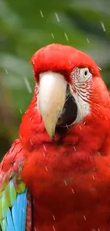 Close-up of a vibrant scarlet macaw in a lush green background.