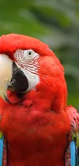 Close-up of a vibrant scarlet macaw with colorful plumage.