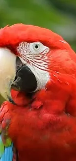 Vibrant scarlet macaw with red plumage against a green backdrop.