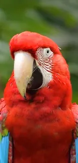 Vibrant Scarlet Macaw with red feathers against a green background.