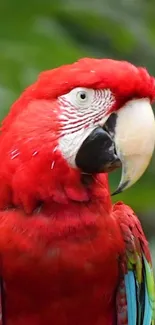 Close-up of a vibrant Scarlet Macaw with striking red feathers against a green background.