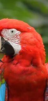 Vibrant scarlet macaw with colorful feathers on a green background.