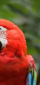 Vibrant red Scarlet Macaw on a green background.