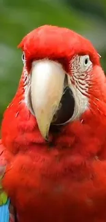 Close-up of vibrant scarlet macaw with red and green plumage on foliage background.