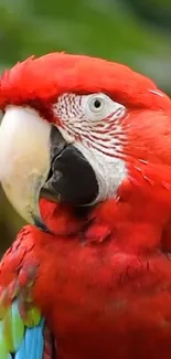 Close-up of a vibrant scarlet macaw with vivid red plumage.