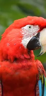 Scarlet Macaw with vibrant red feathers in a lush background.