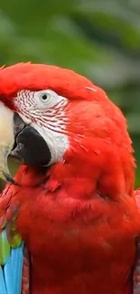 Closeup of a vibrant red scarlet macaw with green background.