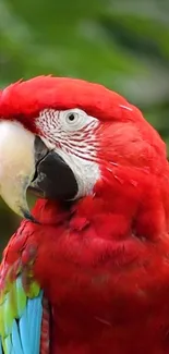 Scarlet macaw with vibrant red plumage and colorful feathers.