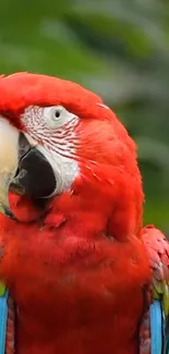 Vibrant Scarlet Macaw with red plumage and green background.