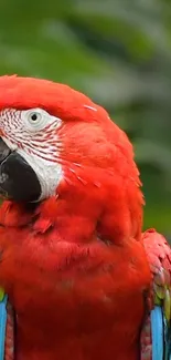 Vibrant scarlet macaw with vivid red feathers and a green backdrop.