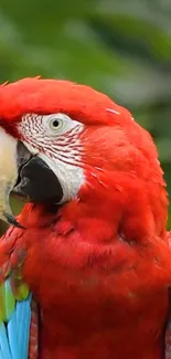 Close-up of a vibrant scarlet macaw with bright red plumage.