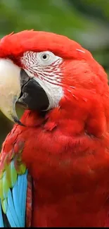 Vivid Scarlet Macaw with red plumage and colorful feathers in nature.