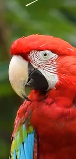 Vibrant scarlet macaw with vivid feathers showcasing nature's beauty.