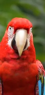 Vibrant scarlet macaw with colorful feathers against a natural background.