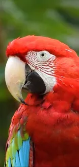 Vibrant scarlet macaw with red, green, and blue feathers on a green background.