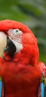 A vibrant Scarlet Macaw with colorful plumage perched in nature.