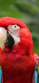 Scarlet Macaw with red feathers on a green background.