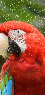 A vibrant scarlet macaw with golden sparkles on a mobile wallpaper.