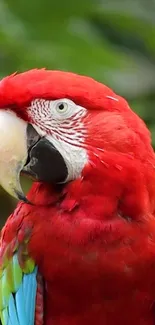 Vibrant scarlet macaw with colorful plumage on a lush green background.