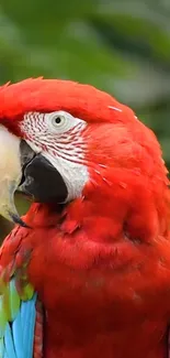 Closeup of vibrant Scarlet Macaw with striking red and green feathers.